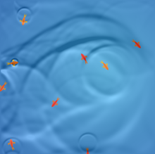 html5 canvas来回游走的金鱼背景鼠标经过显示波浪花纹动画特效